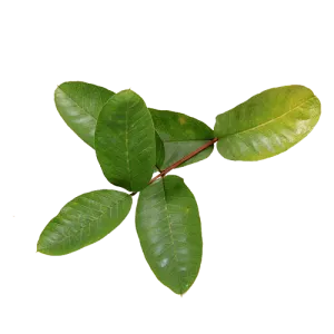 Guava Leaf