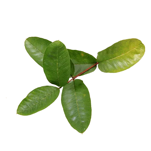 Guava Leaf