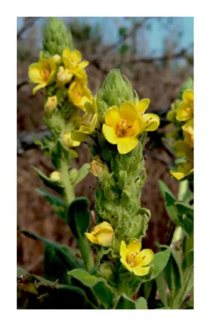Mullein Leaf 2 oz. Bulk Herb